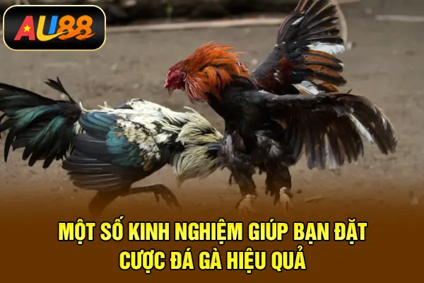 Một số kinh nghiệm giúp bạn đặt cược đá gà hiệu quả