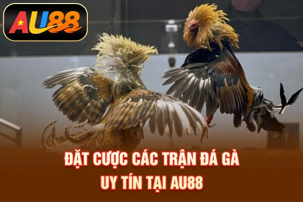 Đặt cược các trận đá gà uy tín tại AU88